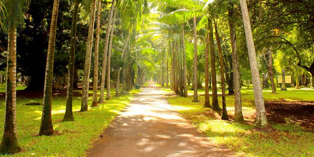 Mauritius national botanical garden (13)